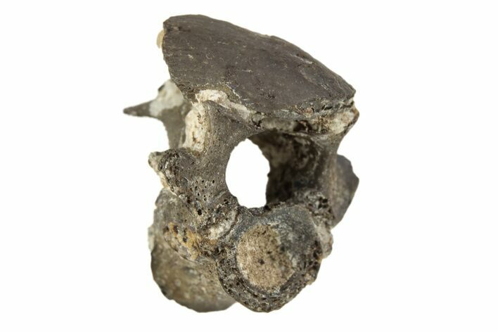 Permian Reptile Fossil Vertebra - Oklahoma #261361